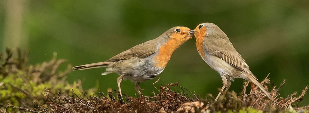 Roodborst / Mieke Bazuin Fotogalerij