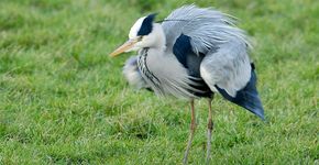 Blauwe reiger / Jelle de Jong