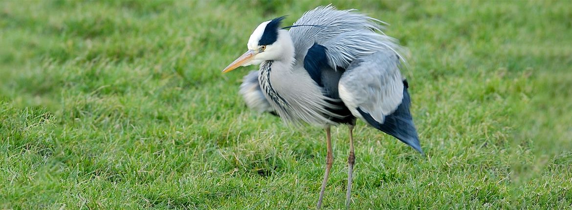 Blauwe reiger / Jelle de Jong