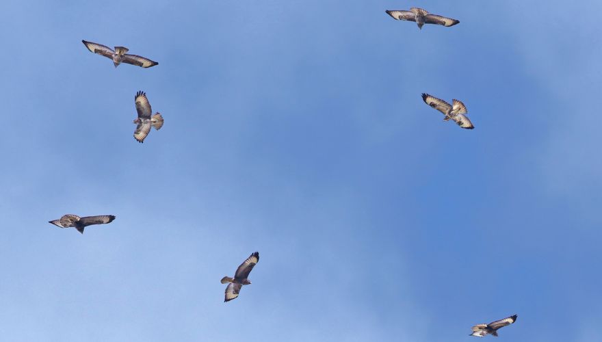 buizerds op trek boven Texel 2020  / Ruwan Aluvihare