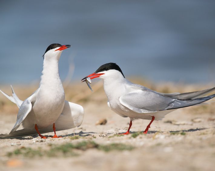 Visdief / Gerard Bos Fotogalerij
