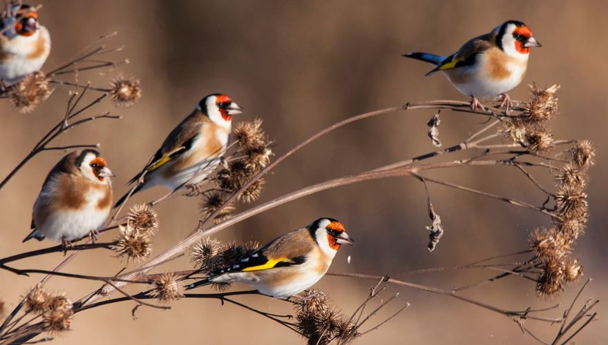 Putter / Shutterstock