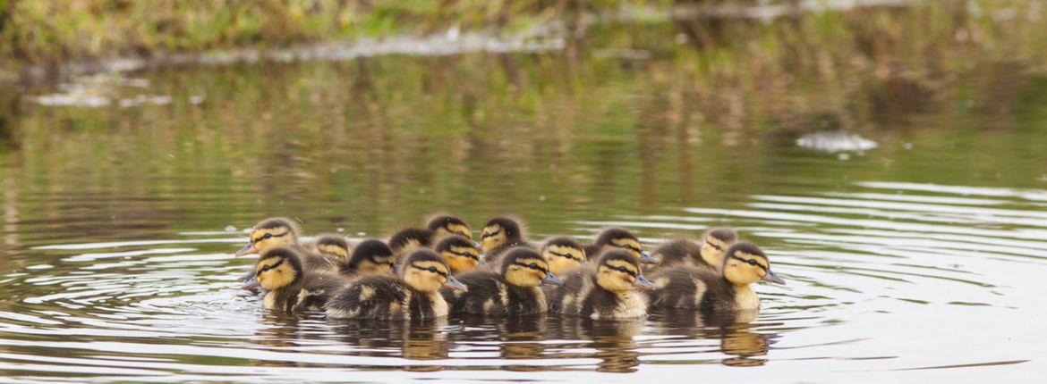 wilde eendenkuikens Vogelbescherming