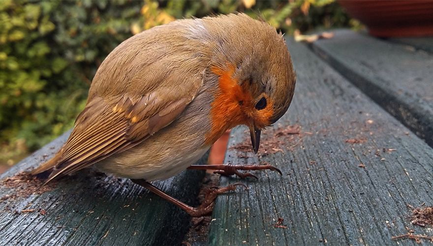 Versufte roodborst na raambotsing / Shutterstock