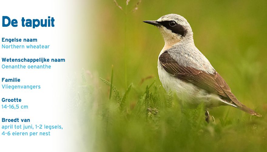 Tapuit paspoort vogelcursus