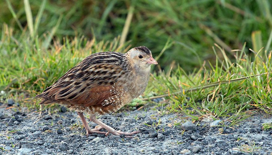 Kwartelkoning / Birdphoto