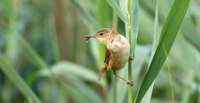 Kleine karekiet / Shutterstock