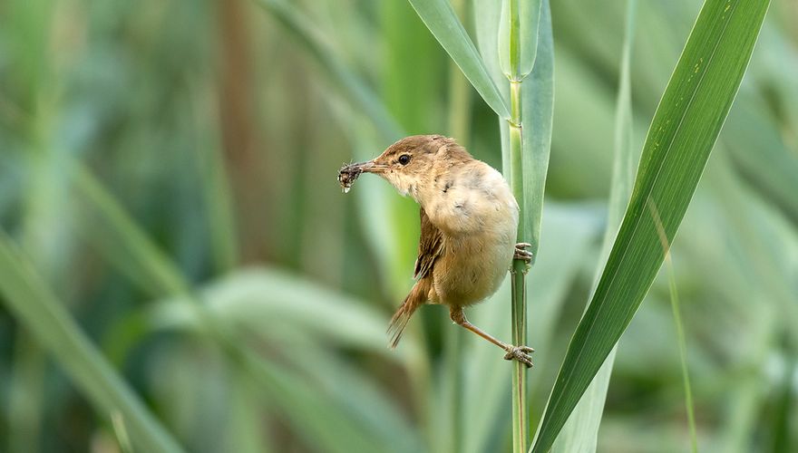 Kleine karekiet / Shutterstock