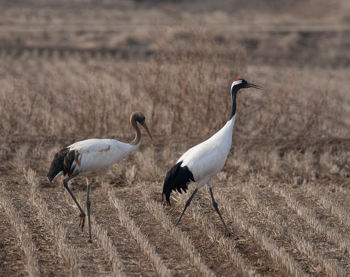 Grus japonensis / Victor Heijke