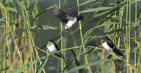 Boerenzwaluwen in het riet / Shutterstock