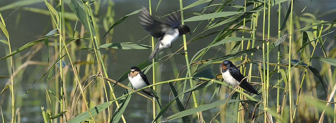 Boerenzwaluwen in het riet / Shutterstock