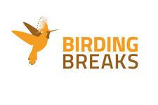 Logo BirdingBreaks
