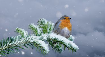 Roodborst winter / Shutterstock