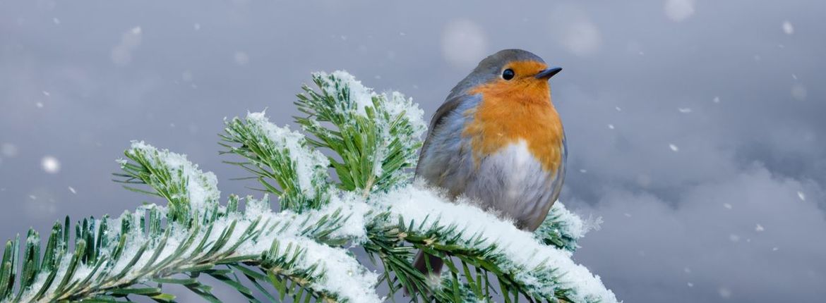 Roodborst winter / Shutterstock
