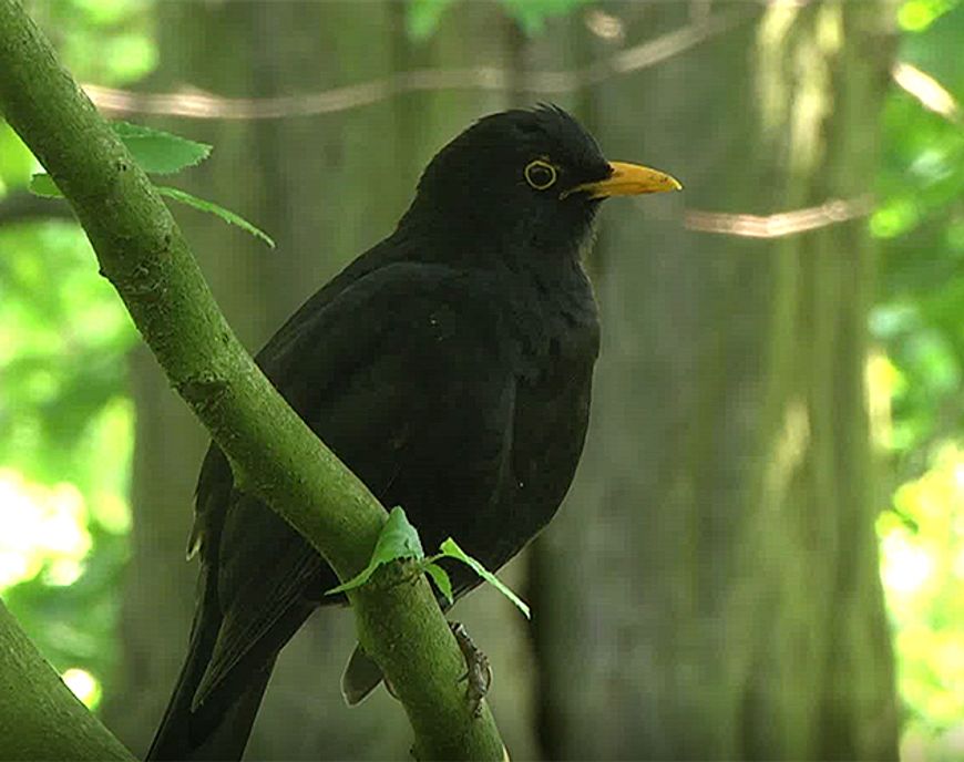 Videostill Jaar van de Merel