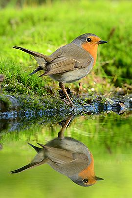 Roodborst / Peter Liebe - Fotogalerij