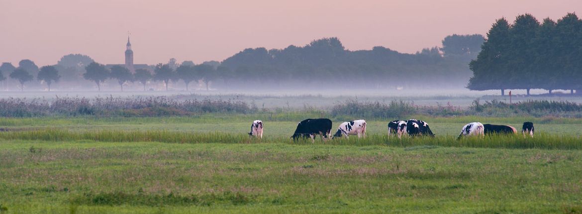 Koeien Weerribben