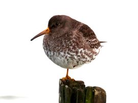 Paarse Strandloper balancerend op een paaltje in de Waddenzee