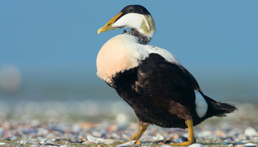 Eider / Shutterstock