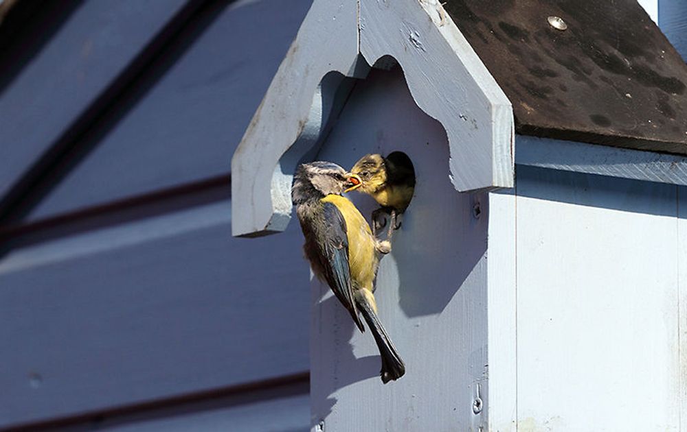 huiswerk maken lexicon cowboy Aanschaf nestkast | Vogelbescherming