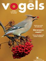 Cover Vogels 5/2025