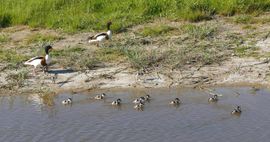 jeugdelftal van FC Bergeend (de pupullen)