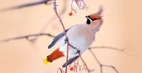 Pestvogel / Shutterstock