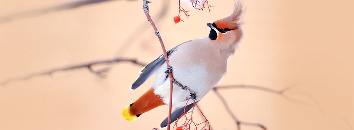 Pestvogel / Shutterstock