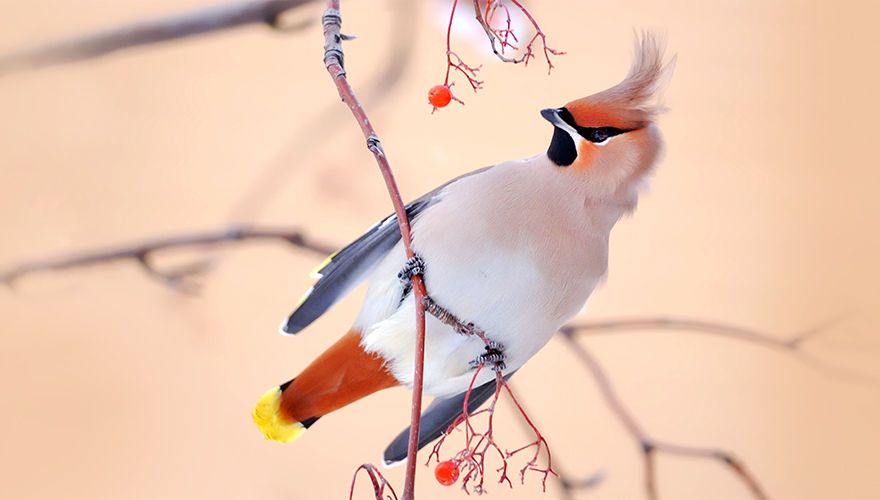 Pestvogel / Shutterstock