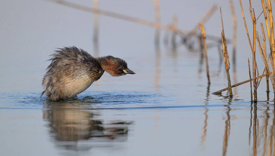 Dodaars / Jan Jongejan, Fotogalerij