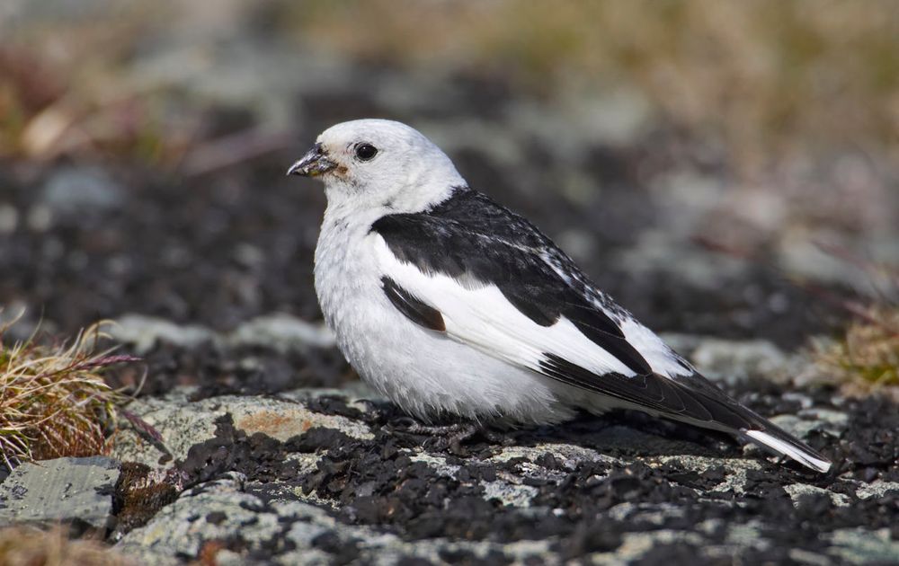 Geld rubber Inspiratie lucht Sneeuwgors | Vogelbescherming