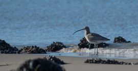 Is er nog iets te vinden