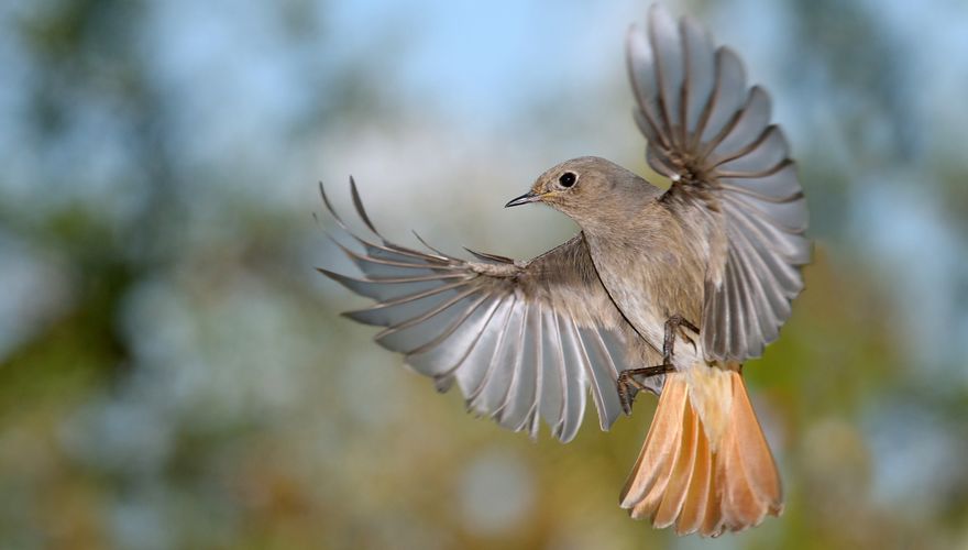 Zwarte roodstaart / Shutterstock