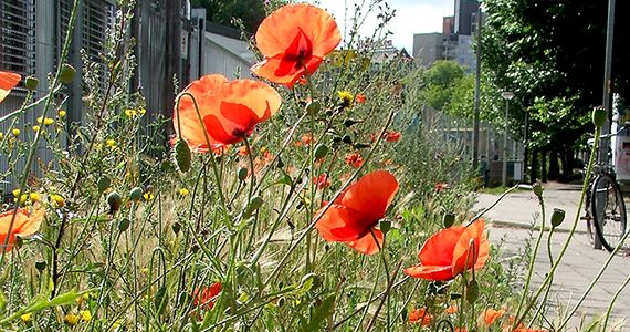 Bloemen in de stad / Jip Louwe Kooijmans
