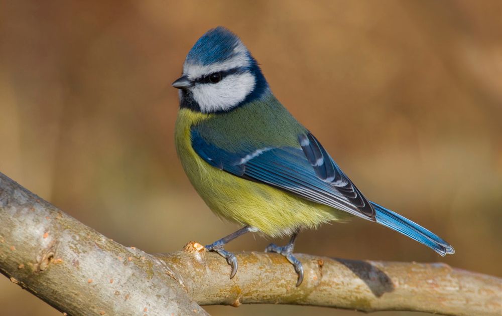 Overleven Getalenteerd Expliciet Pimpelmees | Vogelbescherming