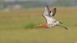 Grutto / Giel van Velsen