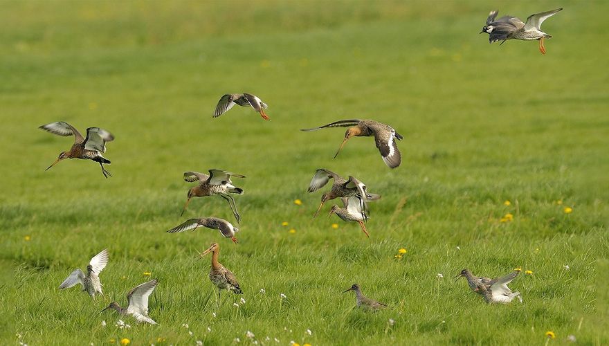 Weidevogels / Jelle de Jong