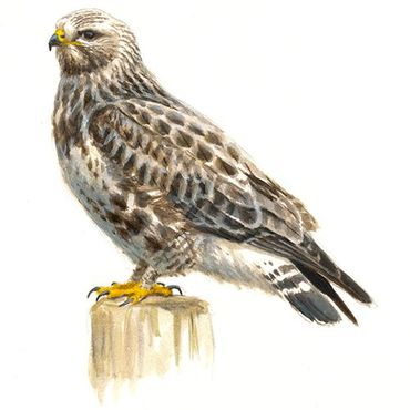 Ruigpootbuizerd / Elwin van der Kolk