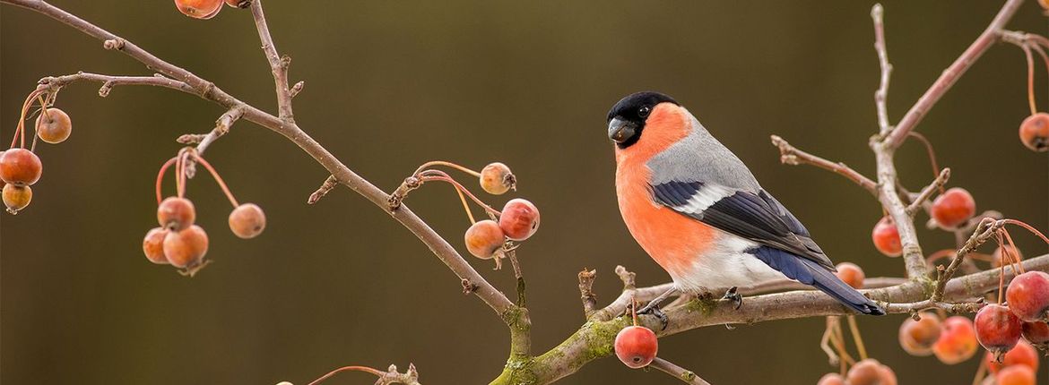 Goudvink bessen / Shutterstock