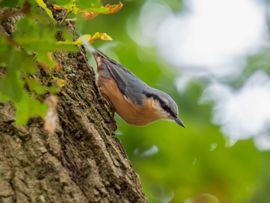 Kleurrijk de boom op en neer