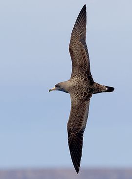 Kuhls pijlstormvogel / Jorrit Vlot