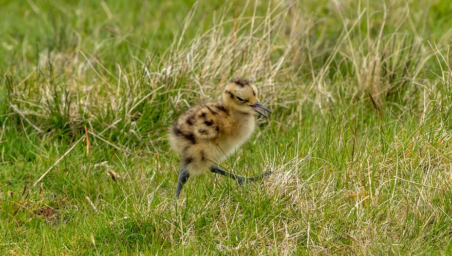 Jonge wulp / Shutterstock