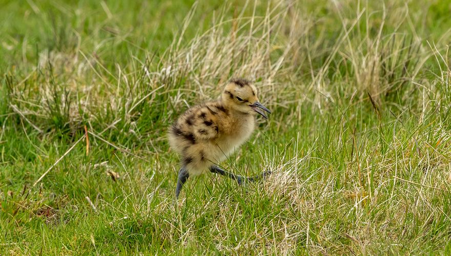 Jonge wulp / Shutterstock