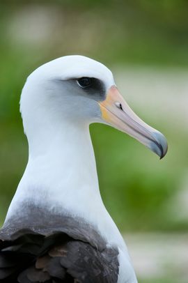 Laysan albatros / Shutterstock