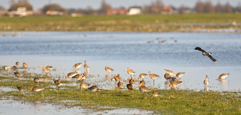 Grutto / Buiten-Beeld - Luc Hoogenstein