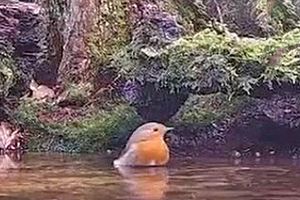 Videostill roodborst Beleef de Lente