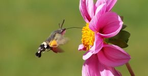 Kolibrie vlinder / Pixabay