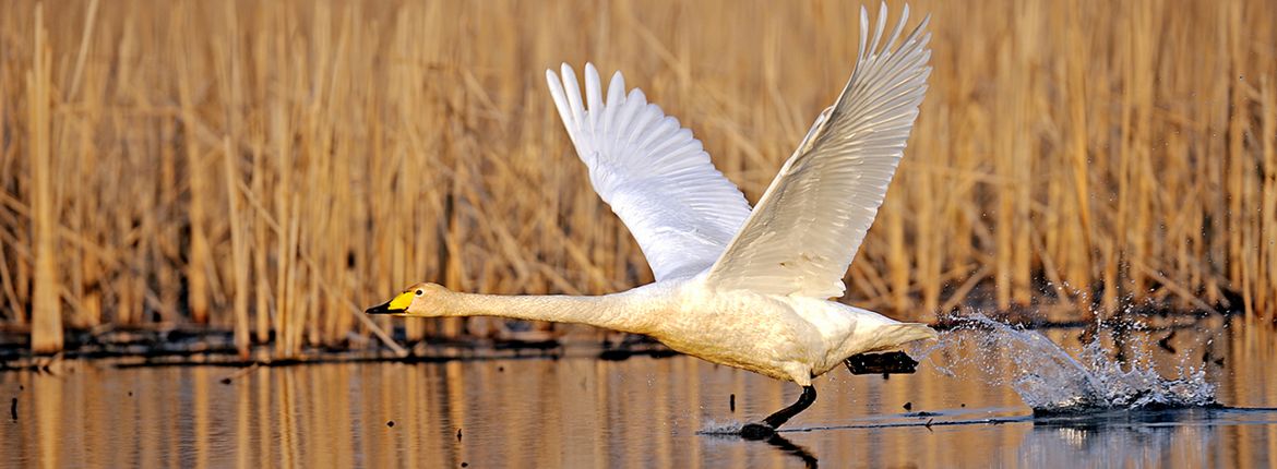 Wilde zwaan / Shutterstock