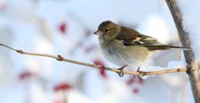 Vink / Ad Sprang