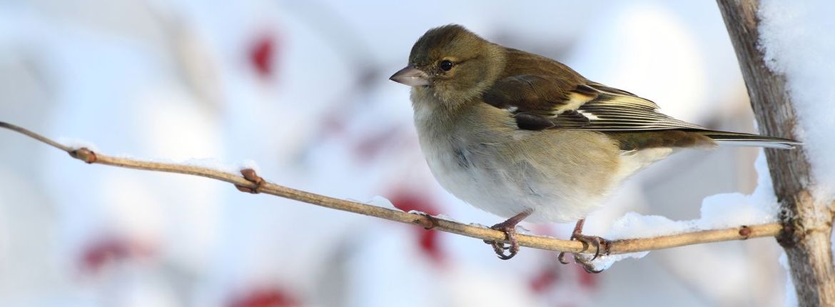 Vink / Ad Sprang